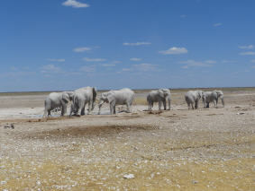 Weiße Elefanten