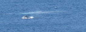Wale in der Nordhoek-Bucht
