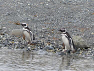 Die Magellan-Pinguine